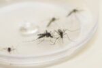 nove-paranaenses-morrem-vitima-da-dengue-e-outros-12.206-novos-casos-sao-confirmados,-relata-sesa