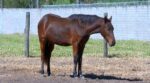 prefeitura-regulamenta-adocao-de-animais-de-grande-porte-em-sao-carlos