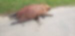 capivara-encontrada-morta-em-parque-de-curitiba-pode-ter-sido-vitima-de-tiro,-indica-delegado