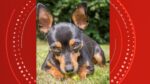 pinscher-morre-apos-salvar-4-criancas-de-serem-atacadas-por-rottweiller-no-es