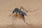 piracicaba-confirma-2a-morte-por-dengue-em-2023;-casos-aumentam-em-39%-entre-janeiro-e-maio