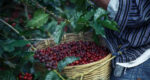 exportacoes-de-cafe-do-vietna-caem-2,2%-de-janeiro-a-maio,-estima-governo