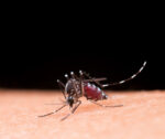 bairro-com-mais-casos-de-dengue-em-itajai-recebe-mutirao-de-combate-ao-aedes-aegypti