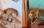 cachorro-e-encontrado-esqueletico-apos-ser-abandonado-em-casa-sem-agua-e-sem-comida