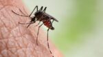 ses-mg-confirma-mais-sete-mortes-por-dengue-no-sul-de-minas;-itau-de-minas-tem-mais-tres-obitos