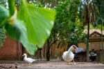 parque-da-agua-branca,-em-sp,-vai-isolar-2-mil-aves-em-prevencao-a-gripe-aviaria