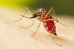 prefeitura-de-pompeia-confirma-duas-mortes-por-dengue-e-747-casos-da-doenca