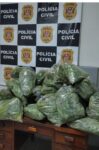 policia-civil-prende-5-homens-em-‘laboratorio-de-maconha’-e-apreende-52-kg-da-planta-em-serra-negra