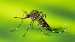 ses-mg-confirma-a-27a-morte-por-dengue-no-ano-no-sul-de-minas;-sao-sebastiao-do-paraiso-chega-a-6-obitos