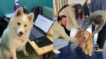 escritorio-pet-friendly-viraliza-nas-redes-sociais;-veja-video