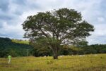 piracicaba-precisa-dobrar-area-de-floresta-nativa-e-solucao-e-milenar:-‘plantar-arvores’,-diz-especialista