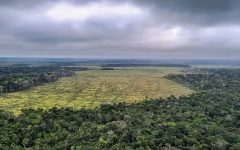 dia-internacional-das-florestas-e-a-queda-do-desmatamento-na-amazonia